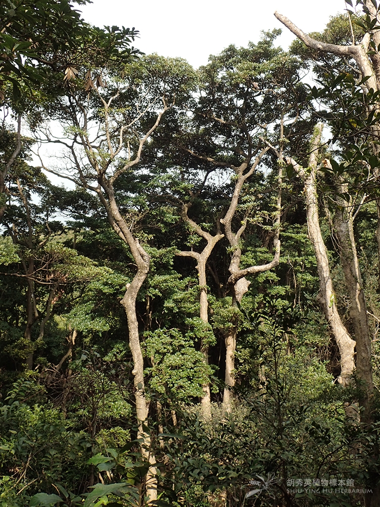 img1.jpg